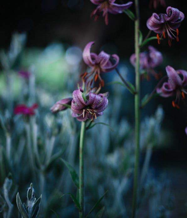 Au jardin
